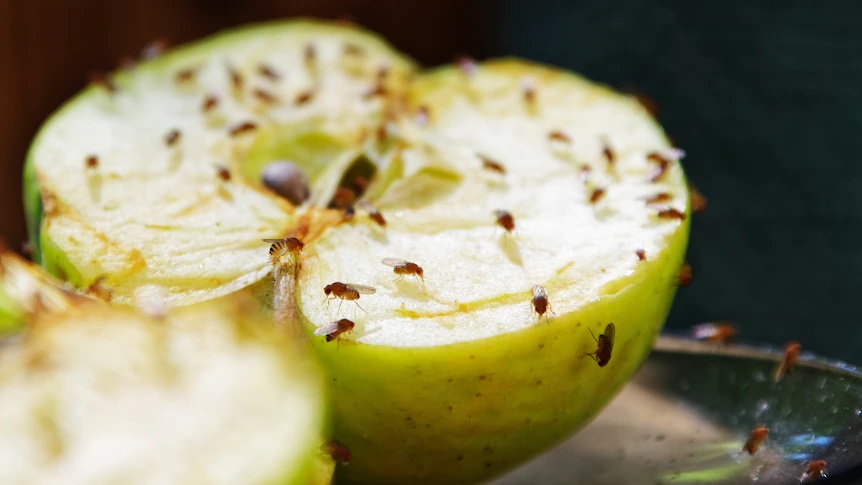 How To Get Rid Of Fruit Flies In Bars And Restaurants - Truly Blog